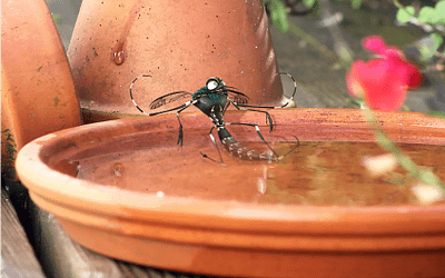 Lutte contre le moustique tigre