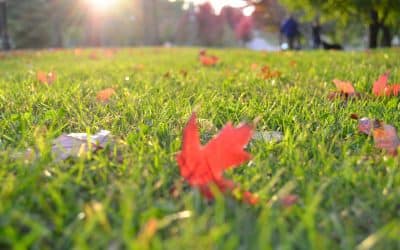 Entretien des jardins en hiver