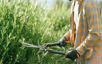 Nouvelle règlementation des espaces verts